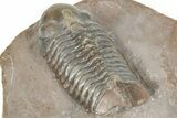 Colorful Phacopid (Struveaspis) Trilobite - Jorf, Morocco #329073-5